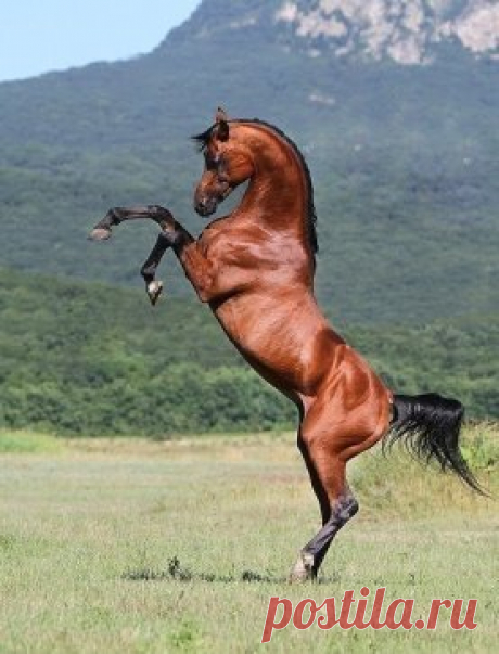 Сила, красота и грация!!!