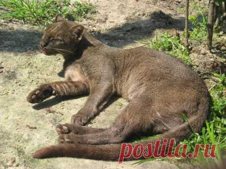 Музей исцеляющих кошек-Фото №4