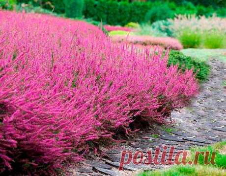 Лекарственное растение Вереск обыкновенный (Calluna vulgaris). Лежачий или приподнимающийся сильно разветвленный кустарничек высотой 20-100 см. Листья игловидные длиной 1-25 мм, расположены черепицеобразно в 4 ряда. Цветки поникающие, с 4-листной зеленой наружной чашечкой и лепестковидной красно-фиолетовой или светло-фиолетовой чашечкой. Венчик удлиненно-колокольчиковидный, из 4 сросшихся лепестков. Соцветия плотные, односторонние.
