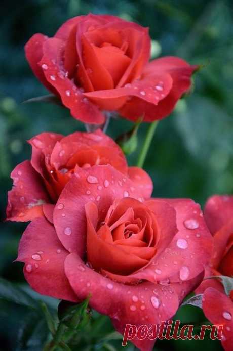 Я люблю ✿ ЦВЕТЫ ✿ | I ♥ Flowers