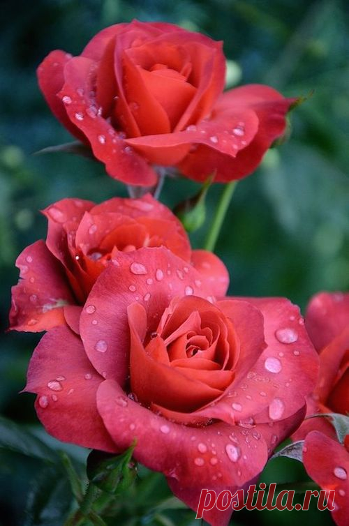 Я люблю ✿ ЦВЕТЫ ✿ | I ♥ Flowers