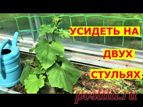 Ранние огурцы до октября плодоносят, как для этого их сажать?