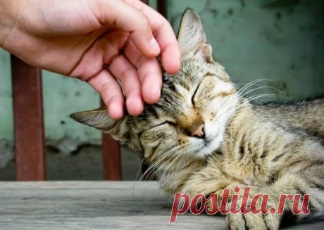 Кошки лечат людей своим мурлыканьем Ученые из Института общения животных в Северной Каролине (США) пришли к однозначному выводу - кошка должна быть в каждом доме. Она целительница.Десятилетиями ученые исследовали кошачьи голоса. В резул…