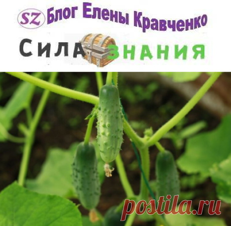Посадка огурцов в открытый грунт семенами: как и когда сажать