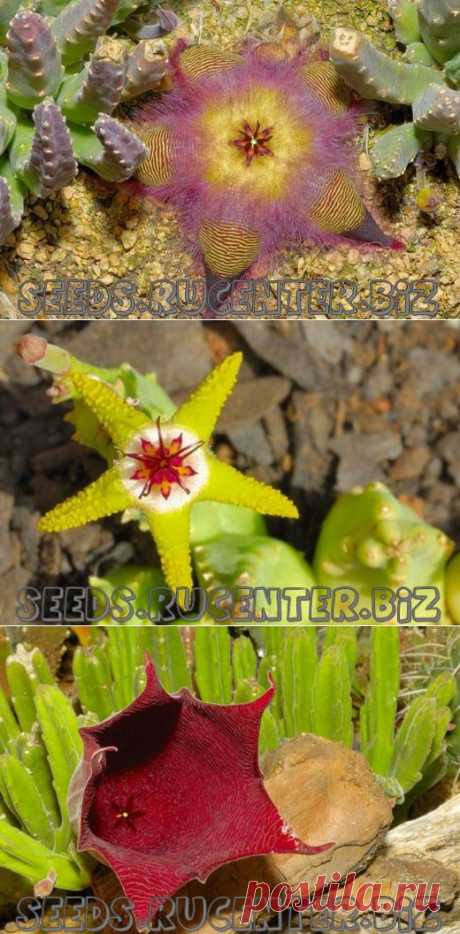 Стапелия (Stapelia) :: Купить семена