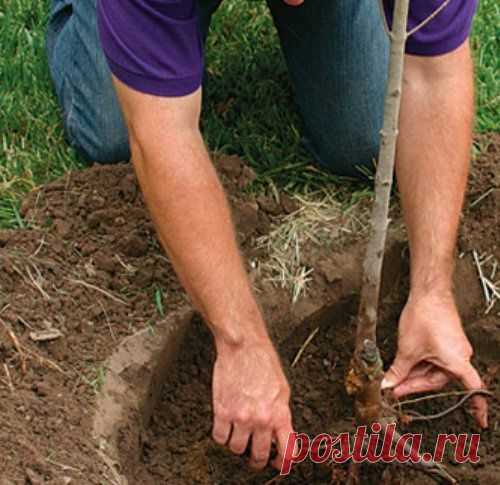 Можно ли пересаживать деревья с листвой?