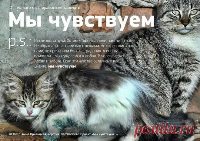 10 плакатов. Послание от тех, кого мы стараемся не замечать! Трогающий до глубины души социальный проект в помощь бездомным животным. Несмотря на присказку: "Мы в ответе за тех, кого приручили", на улицах российских городов по-прежнему обитает множество беззащитных животных – собак и кошек, оставшихся без крова, да и рожденных уже в таких условиях.