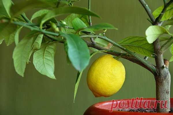 Как вырастить лимон из косточки в домашних условиях