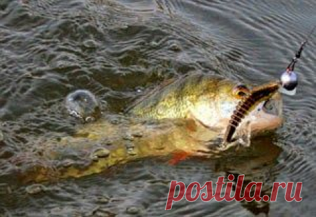 Рыбалка видео: Ловля окуня весной