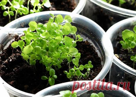 Как выращивать петунью.