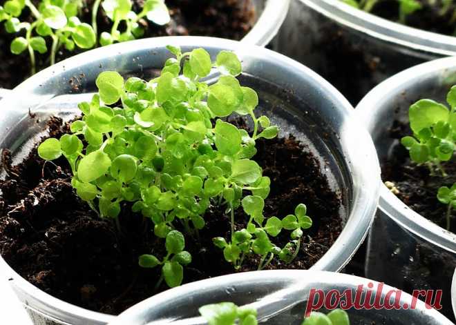 Как выращивать петунью.