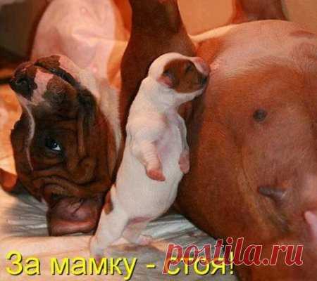 Уфф!!! Ну наконец-то! Котоматрицы великолепные, каждая с улыбкой, позитивом и хорошим настроением! 


















