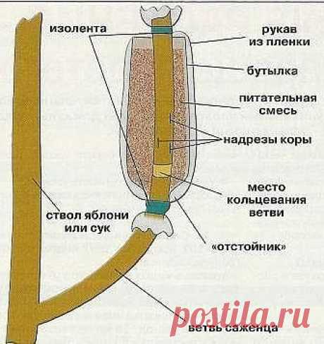 Предлагаю познакомится с одним из старых способов размножения деревьев и кустарников.