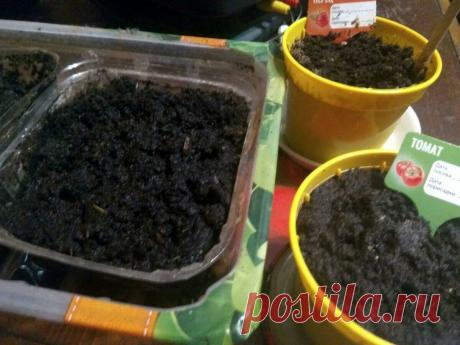 Посаженные семена не взошли... Есть выход! | Новости Тетюш | Яндекс Дзен