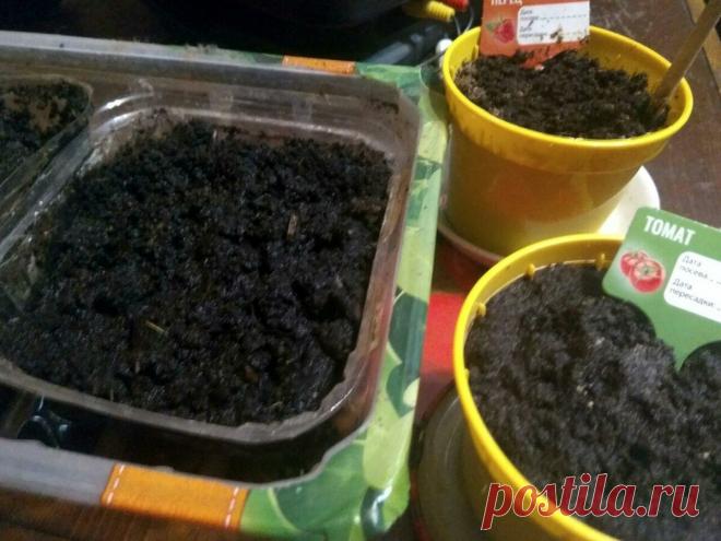 Посаженные семена не взошли... Есть выход! | Новости Тетюш | Яндекс Дзен