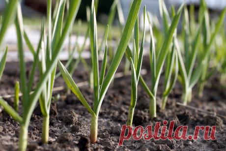 Чем подкормить чеснок весной, посаженный под зиму, если желтеет