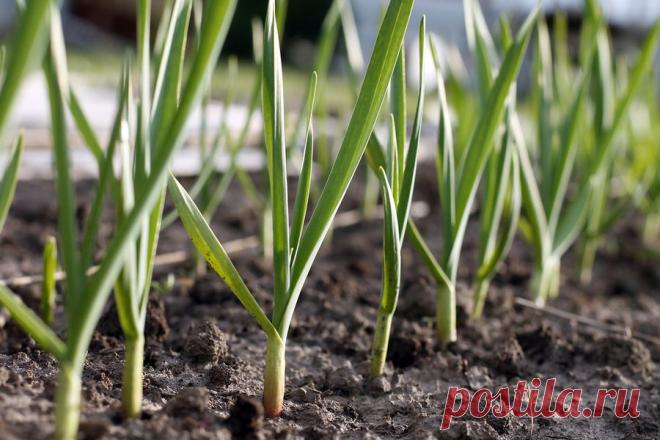 Чем подкормить чеснок весной, посаженный под зиму, если желтеет