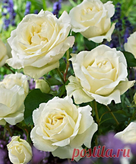 • ♥ • ♥ • ♥ ✫ℒℴνℯ✫ ♥ • ♥ • ♥ •