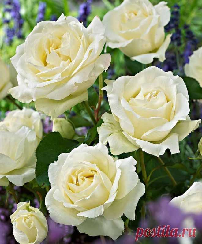 • ♥ • ♥ • ♥ ✫ℒℴνℯ✫ ♥ • ♥ • ♥ •