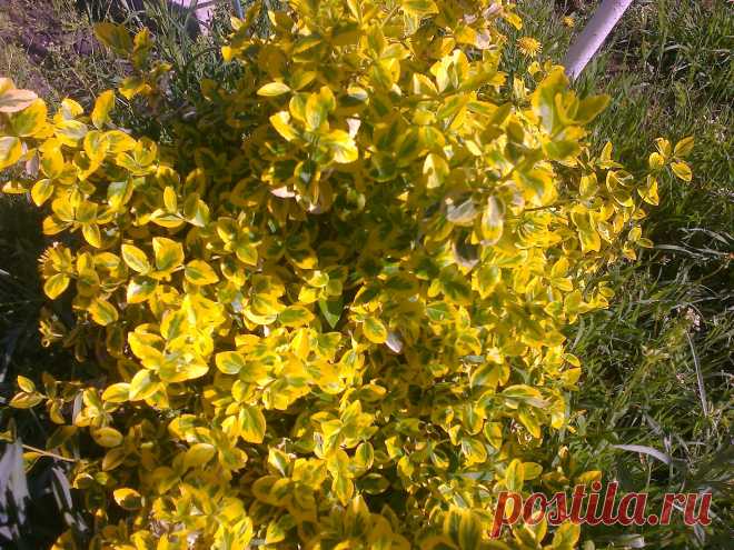 Бересклет Форчуна «Эмеральд н Голд», «Изумруд и золото» (Euonymus fortunei «Emerald`n Gold»)