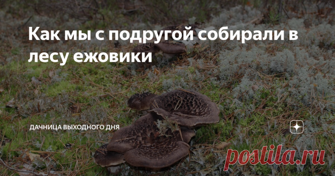 Как мы с подругой собирали в лесу ежовики Некоторые ехидные или наблюдательные комментаторы мне писали, что-то в духе, мол автор грибочками увлекается, отсюда и рассказы такие. Грибами я и правда сильно увлекаюсь, поэтому расскажу вам про прошлогодний поход в лес, который сильно позабавил моих родственников.
Получилось так, что в детстве и подростковом возрасте меня по грибы не возили. Интерес появился в сознательном возрасте, когда мне п