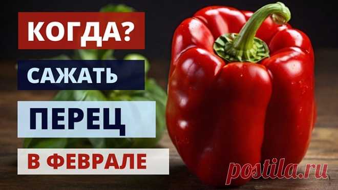 Посадка перца в феврале 2024 года, рассада перцев, благоприятные дни, схема посадки, лунный календарь | Астрогод