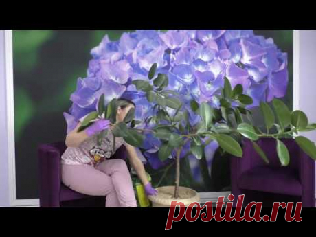 КАК ПРАВИЛЬНО ОБРЕЗАТЬ ФИКУС /ФОРМИРОВАНИЕ ФИКУСА ! БЫСТРАЯ ОБРЕЗКА