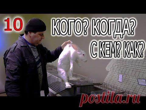 СЛУЧКА КРОЛИКОВ. ВСЕ ЧТО ВЫ ДОЛЖНЫ ЗНАТЬ: ВОЗРАСТ, ВЕС, ГРАФИК, ВРЕМЯ.