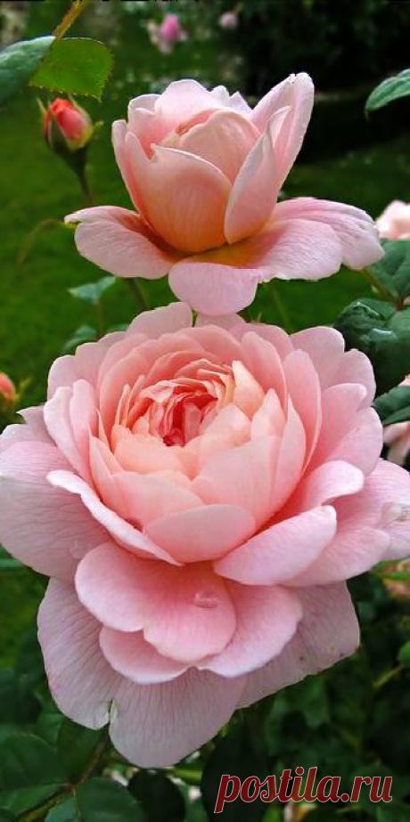 Queen of Sweden Roses: Discover and save creative ideas
