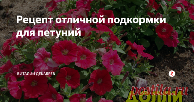 Рецепт отличной подкормки для петуний Чтобы петунии пышно цвели весь сезон...