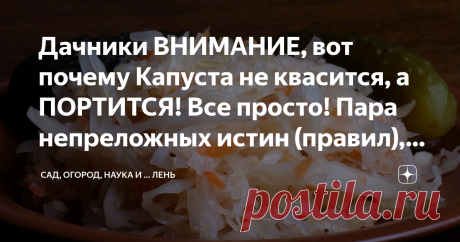 Дачники ВНИМАНИЕ, вот почему Капуста не квасится, а ПОРТИТСЯ! Все просто! Пара непреложных истин (правил), которые часто забывают Статья автора «Сад, огород, наука и ... лень» в Дзене ✍: Собственно, эти правила, для некоторых, прямо как в анекдоте, "не знал и забыл". А на самом деле, все просто!
