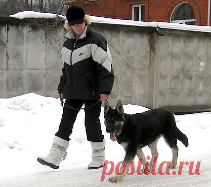 Общий курс дрессировки восточноевропейской овчарки