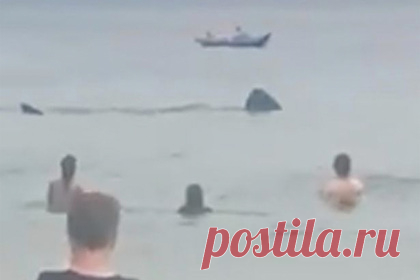 Две гигантские акулы подплыли к плавающим у берега людям и попали на видео. В бухте Ким на острове Ахилл, расположенном на западном побережье Ирландии, две огромные акулы подплыли прямо к берегу, где купались люди. На кадрах, снятых отдыхающей на пляже женщиной, видно, как два больших плавника появляются из воды всего в нескольких метрах от удивленных детей и взрослых.