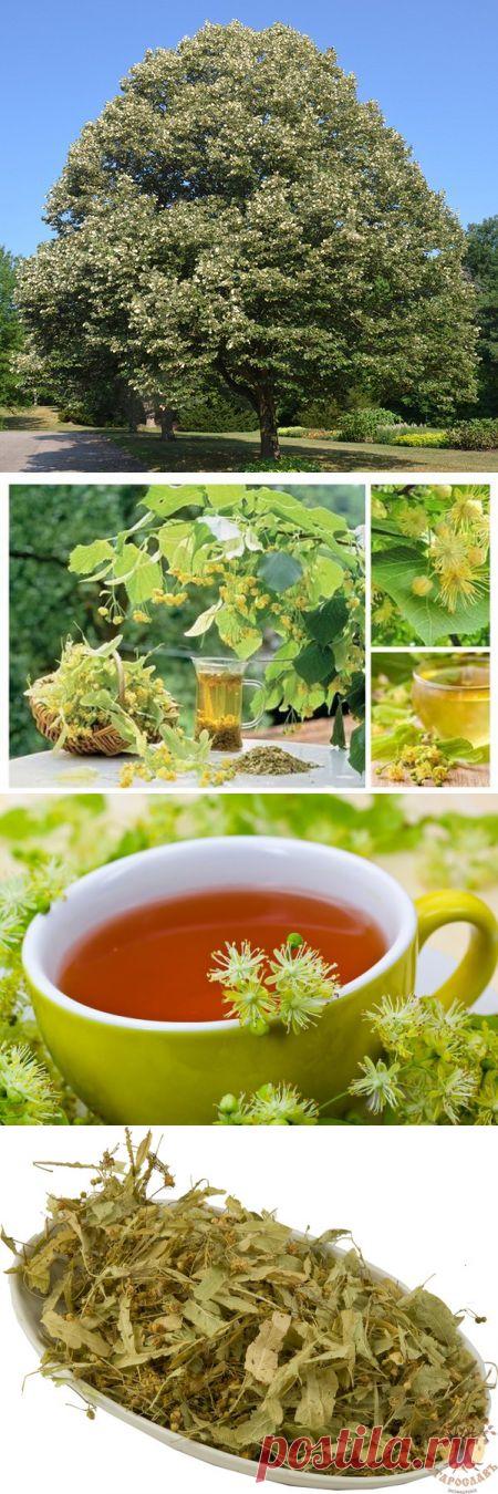 Целебные свойства липы - ИнтересноТут - Группы Мой Мир