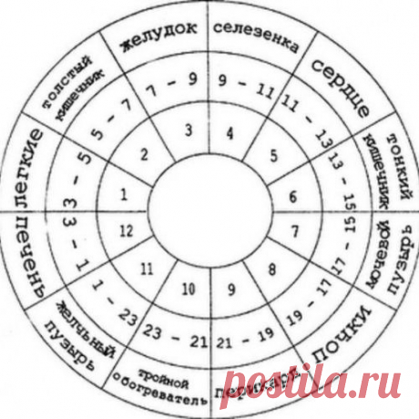 ЧАСЫ РАБОТЫ НАШЕГО ОРГАНИЗМА.