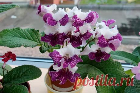 Дневник Ирина_Роза