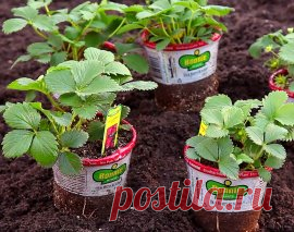 Рассада клубники: как выбрать и купить здоровые саженцы | В саду (Огород.ru)