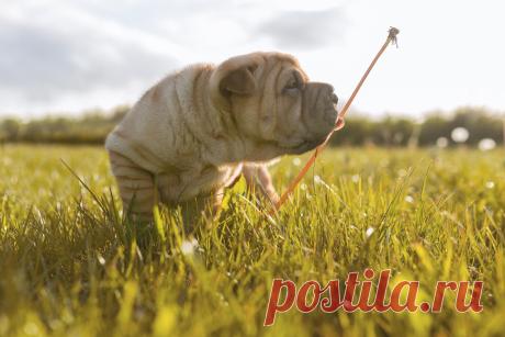 500px / Its a dogs world by Dennis Larsen