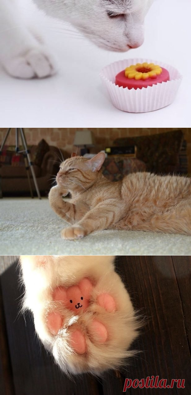 Любителям кошек на заметку! 30 интересных фактов о кошках + несколько полезных советов | 😺 Мурзик | Яндекс Дзен