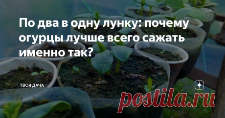 По два в одну лунку: почему огурцы лучше всего сажать именно так? Чтобы иметь обильный урожай, собирать более ведра зеленцов, не применять много удобрений, экономить землю. Это лишь маленький список того, чем этот способ так прелестен. В статье я не ожидал что эта тема станет такой интересной вам, поэтому напишу почему мы делаем именно так, опишу все плюсы и минусы.
Для начала, небольшой «вопрос-ответ» из комментариев под статьей (ссылка на статью будет, как