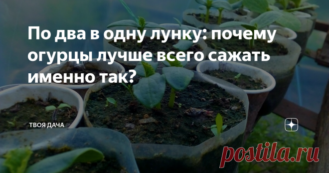 По два в одну лунку: почему огурцы лучше всего сажать именно так? Чтобы иметь обильный урожай, собирать более ведра зеленцов, не применять много удобрений, экономить землю. Это лишь маленький список того, чем этот способ так прелестен. В статье я не ожидал что эта тема станет такой интересной вам, поэтому напишу почему мы делаем именно так, опишу все плюсы и минусы.
Для начала, небольшой «вопрос-ответ» из комментариев под статьей (ссылка на статью будет, как