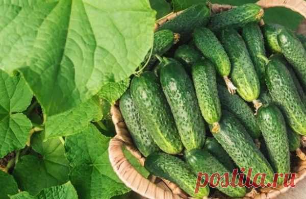 Как вдвое увеличить урожай огурцов