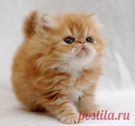 Это стоит прочесть&#33; Сильно&#33; - ЯПлакалъ