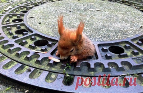 В Мюнхене спасли толстую белку, застрявшую в крышке люка