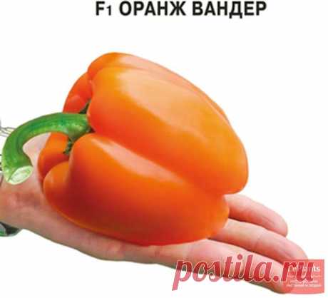 Перец оранж вандер f1 отзывы Огород без хлопот - информационный сайт для дачников, садоводов и огородников.