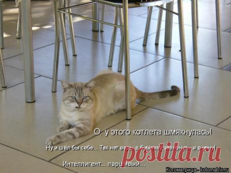 Очередная свежая порция любимой котоматрицы