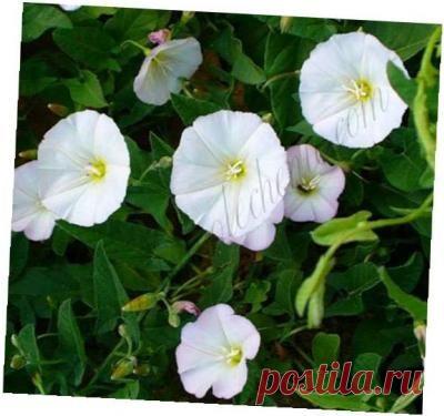 Вьюнок полевой - Сборник рецептов траволечения