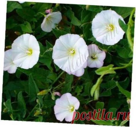 Вьюнок полевой - Сборник рецептов траволечения