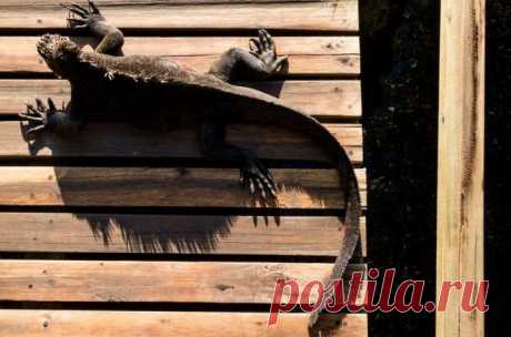 Флора и фауна Галапагосских островов