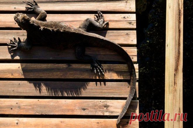 Флора и фауна Галапагосских островов